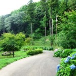 県立津久井湖城山公園（根小屋地区）