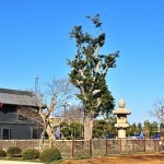 日本庭園陵墓　紅葉亭