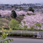 春の「番場谷戸公園」